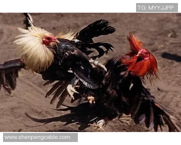 河床与帕莱斯蒂的对决：足球激情与战术智慧的较量